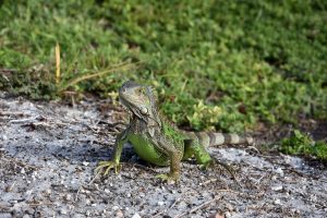 Leguan