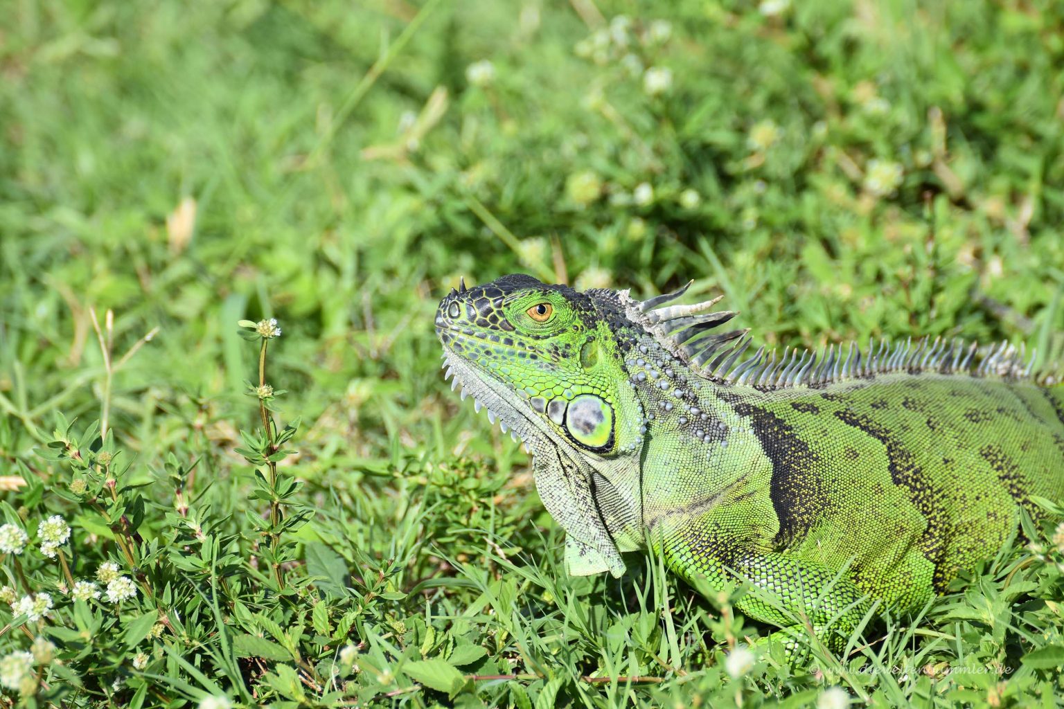 Wild lebender Leguan