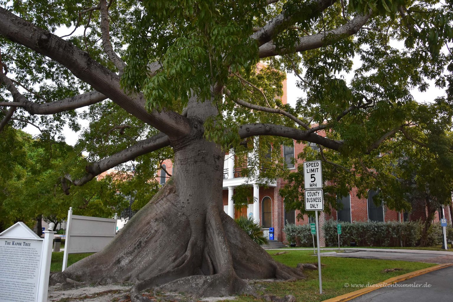 Kapok Tree in Key West