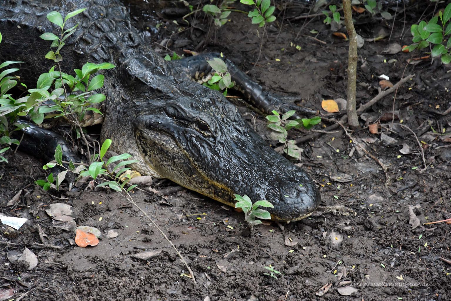 Alligator im Everglades Nationalpark