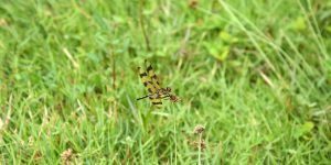 Schmetterling