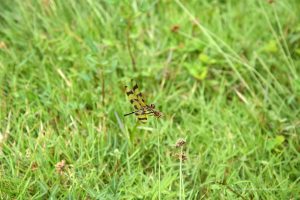 Schmetterling