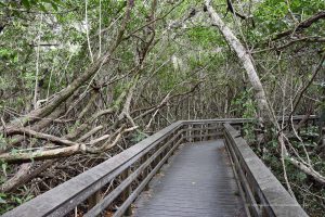 Weg durch die Mangroven