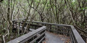 Wanderweg durch den Mangrovenwald