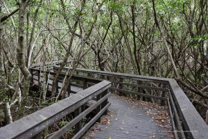 Wanderweg durch den Mangrovenwald