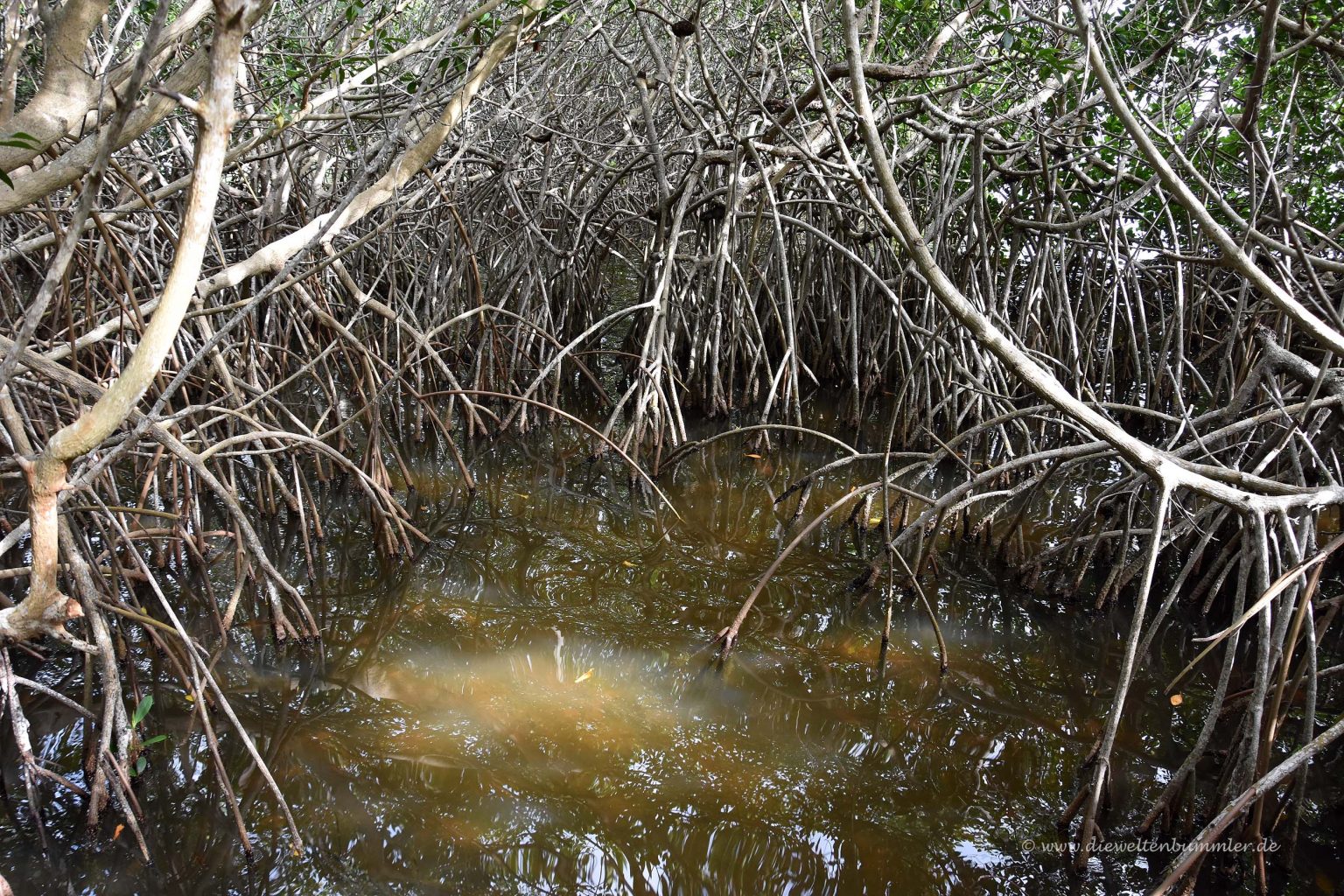Kein Durchkommen in dern Mangroven