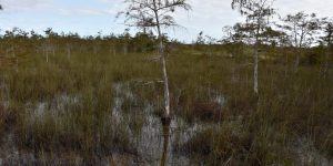 Everglades Nationalpark