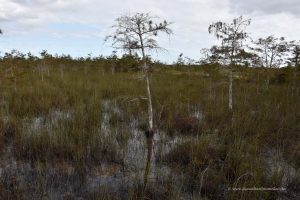 Everglades Nationalpark