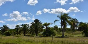 Landschaft bei Okeechobee