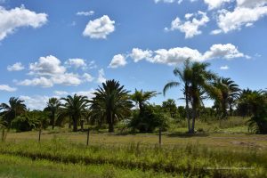 Landschaft bei Okeechobee