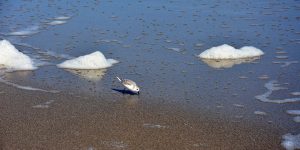 Strandläufer