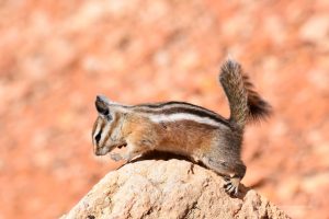 Chipmunk