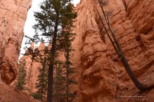 Baum in enger Schlucht