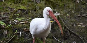 Ibis