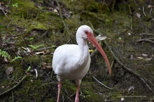 Ibis