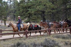 Cowboy im Nationalpark