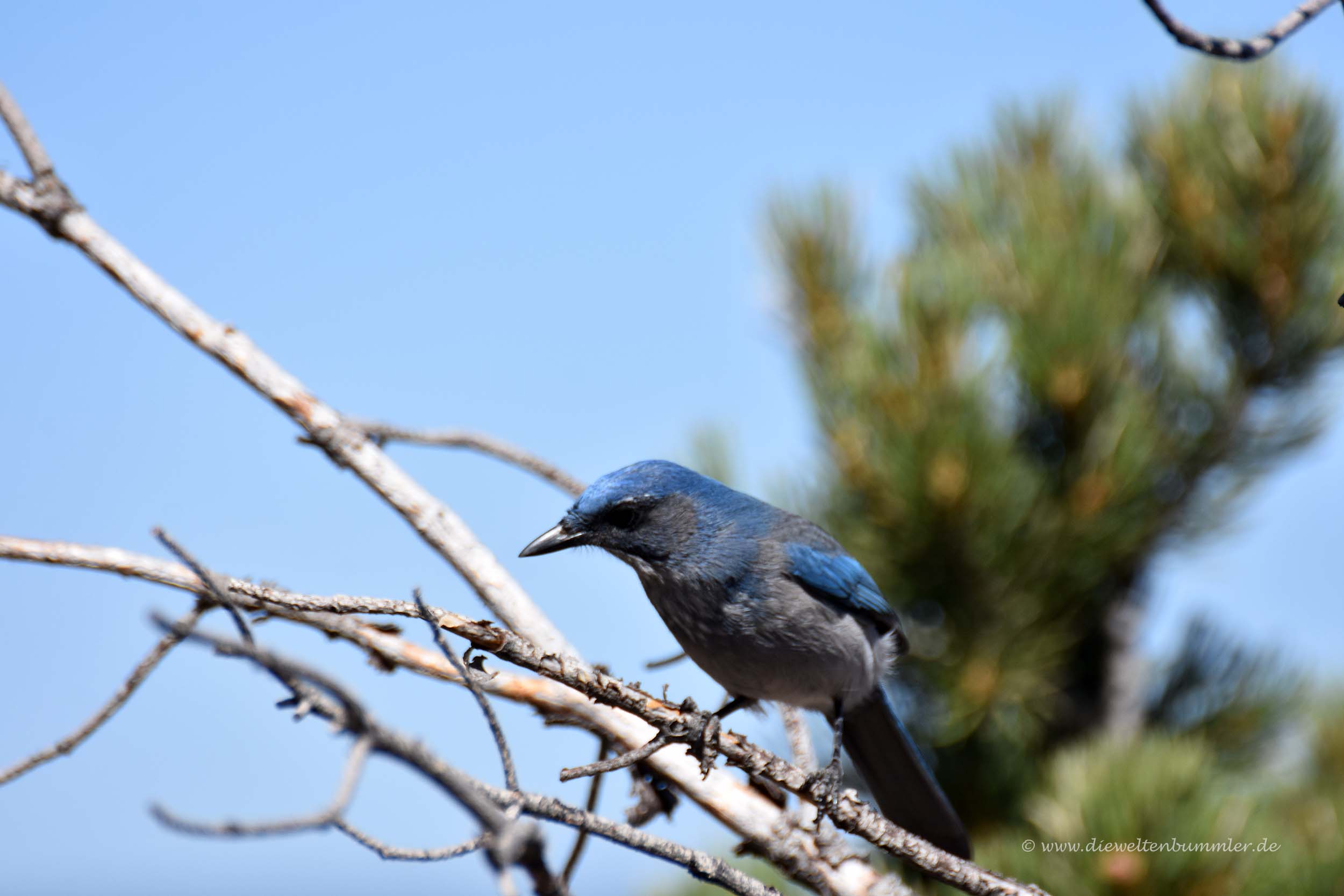 Blauhäher Die Weltenbummler
