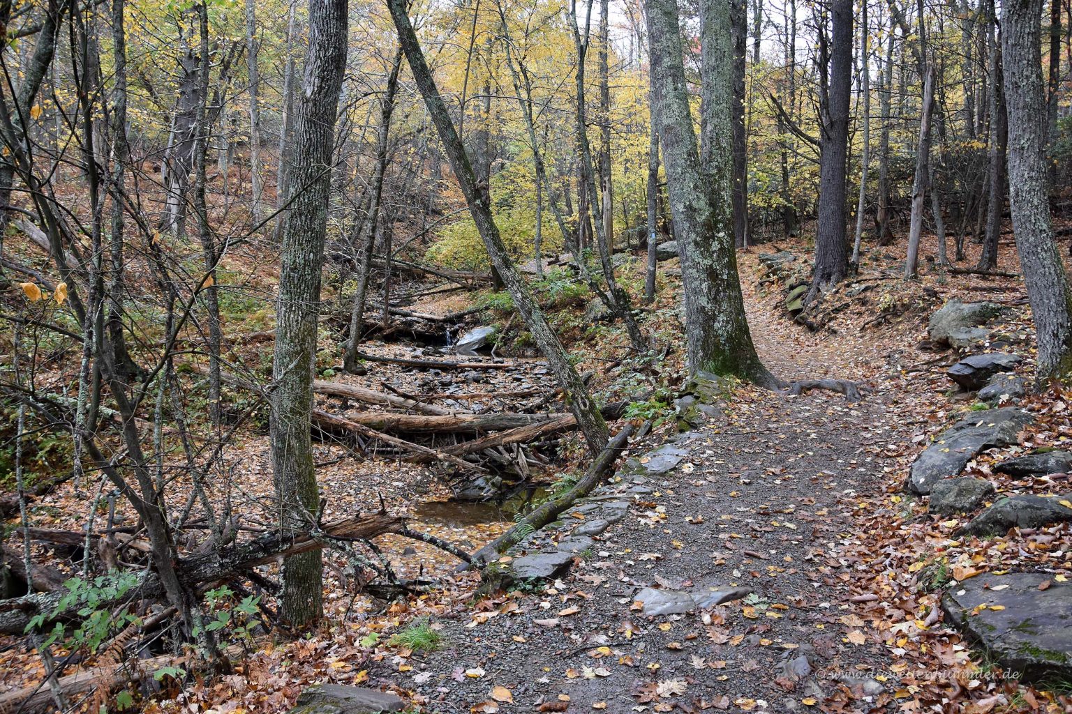 Wald im Shenandoah-Nationalpark