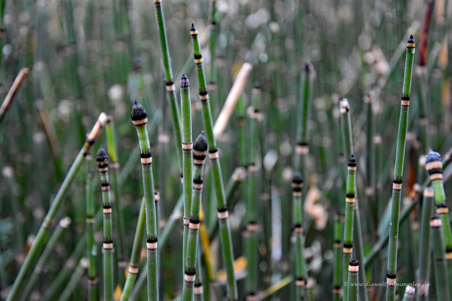 Bambusartige Süßgräser