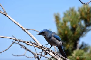 Westlicher Buschhäher