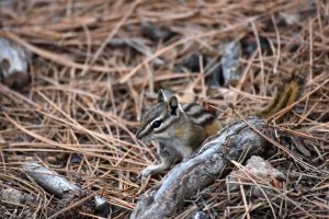 Chipmunk