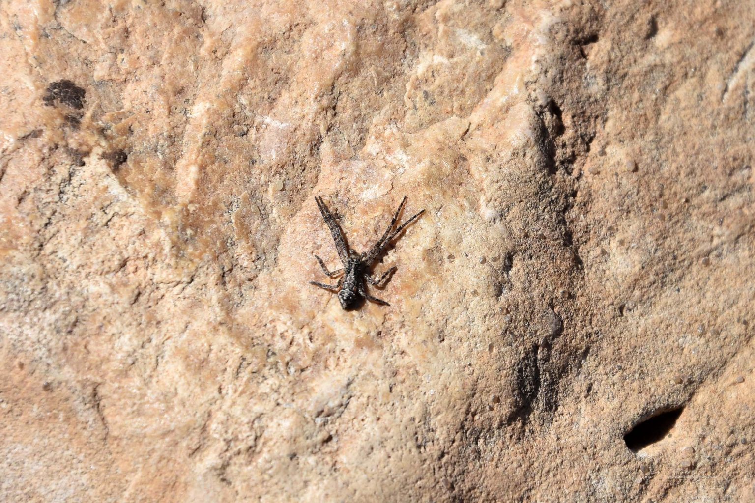 Krabbenspinne auf einem Felsen