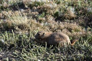 Niedlicher Präriehund
