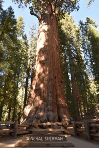 General Sherman