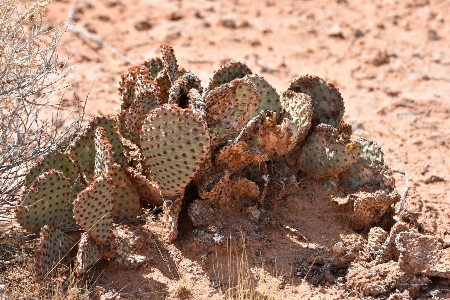 Kaktus in der Mojave-Wüste