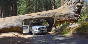 Sequoia-Nationalpark in Kalifornien