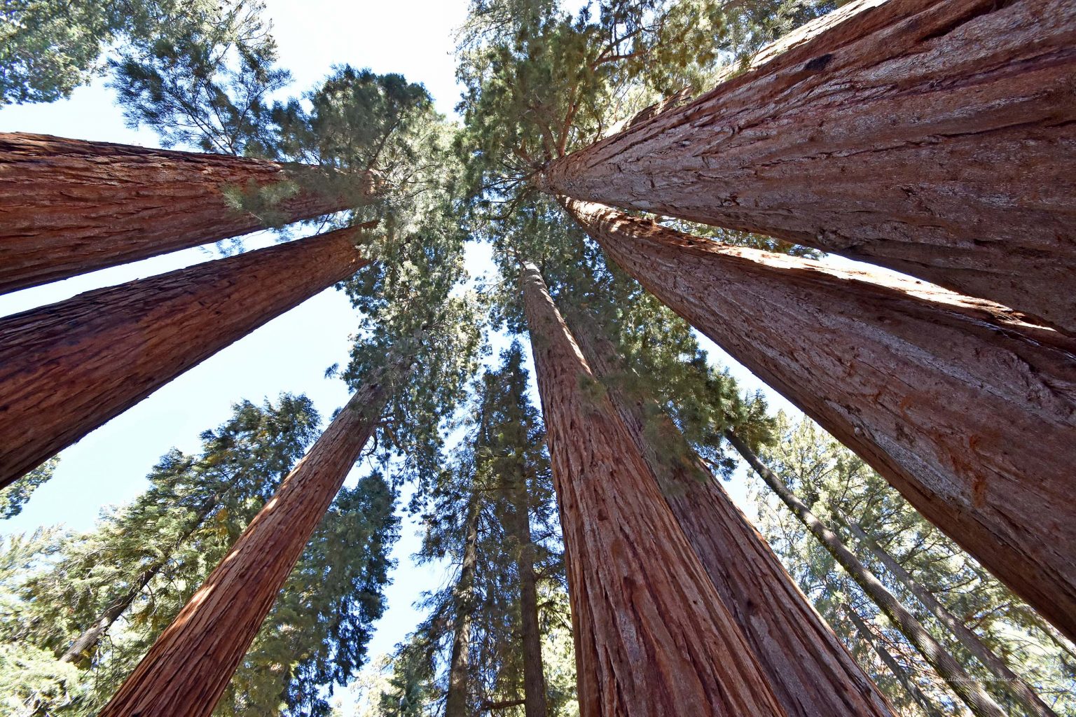 Sequoia-Bäume