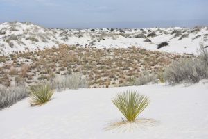 Wachstum in karger Landschaft