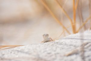 Weiße Echse White Lizard