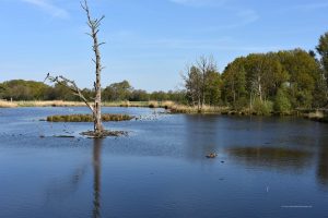 Beim Rohrdommel-Projekt an der Nette