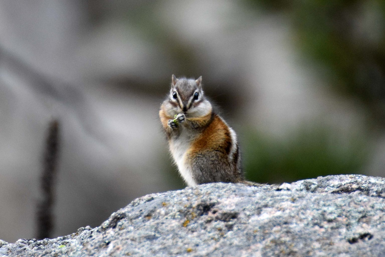 Chipmunk