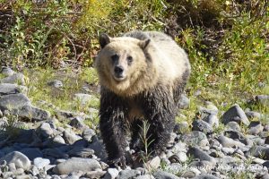 Grizzlybär