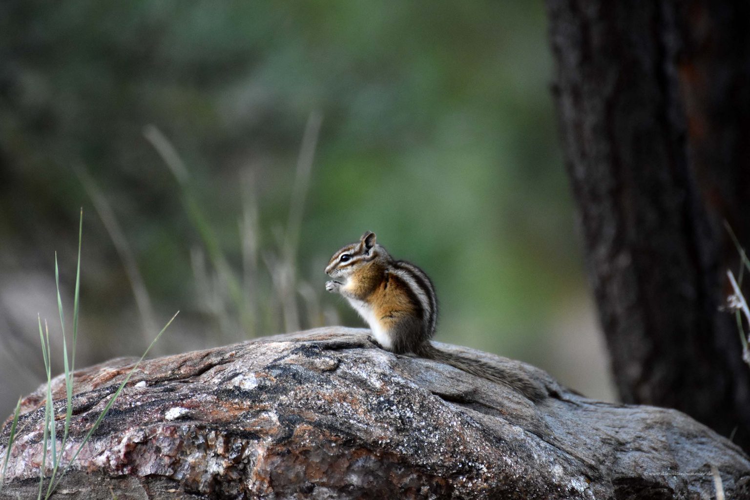 Niedlicher Chipmunk