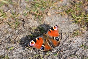 Schmetterling