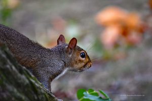 Squirrel