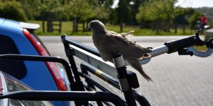 Vogel auf dem Fahrradträger
