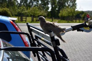 Vogel auf dem Fahrradträger