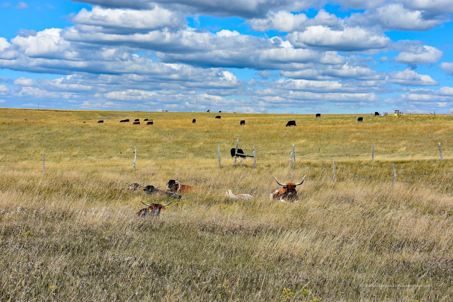 Rinderherde in South Dakota