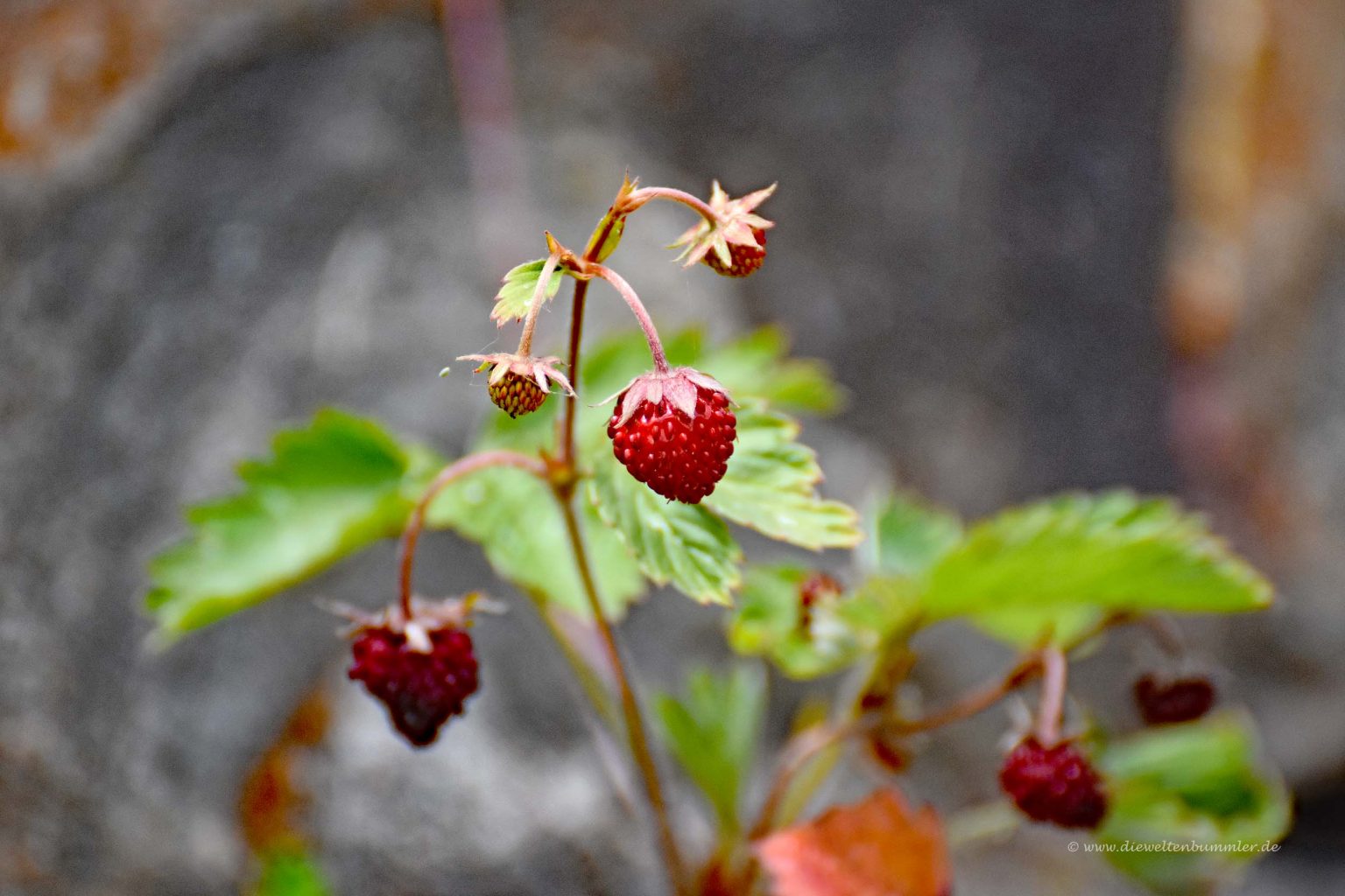 Wilde Erdbeeren