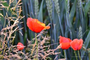 Mohn am Wegesrand