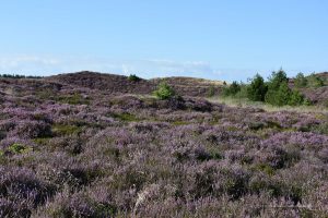 Heidelandschaft auf der Insel Römö