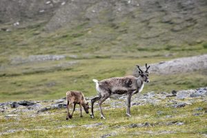 Rentier mit Kalb