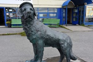 Der Hund Bamse in Honningsvag