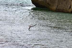 Küstenseeschwalbe beim Fischfang