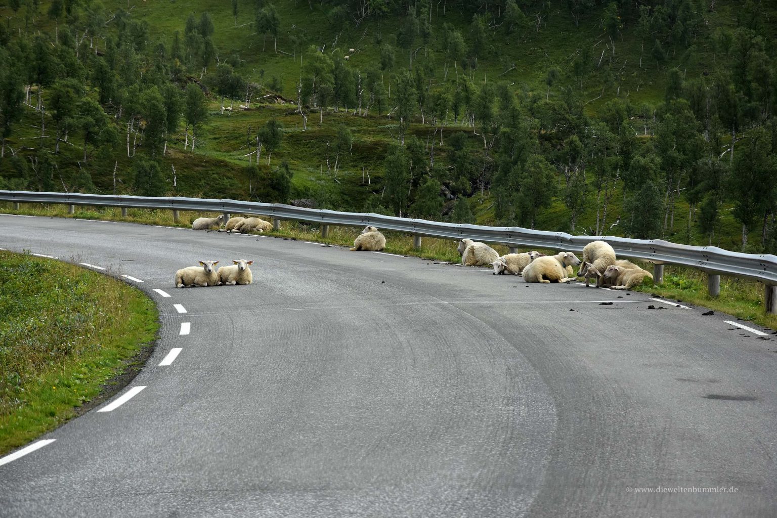 Schafe auf der Straße