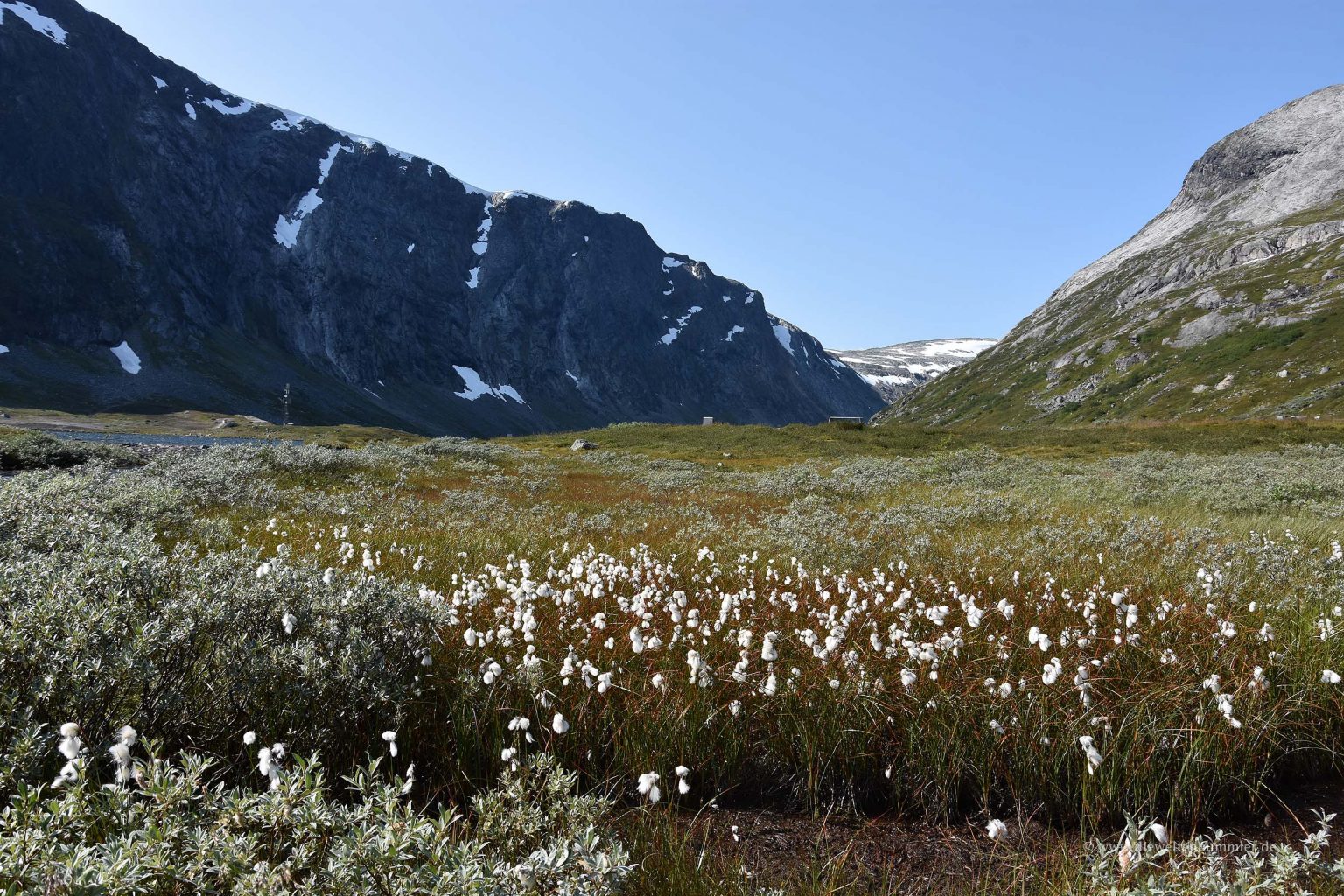 Wollgras am Gamle Stynfjell